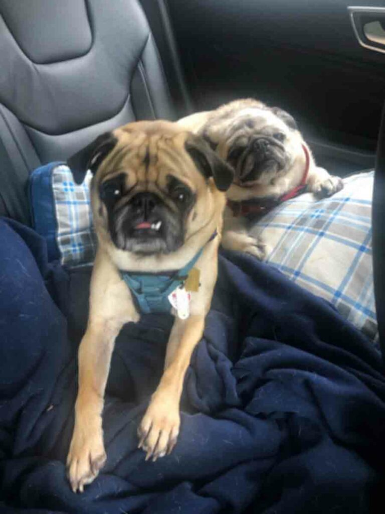 two pugs on the backseat of a car.