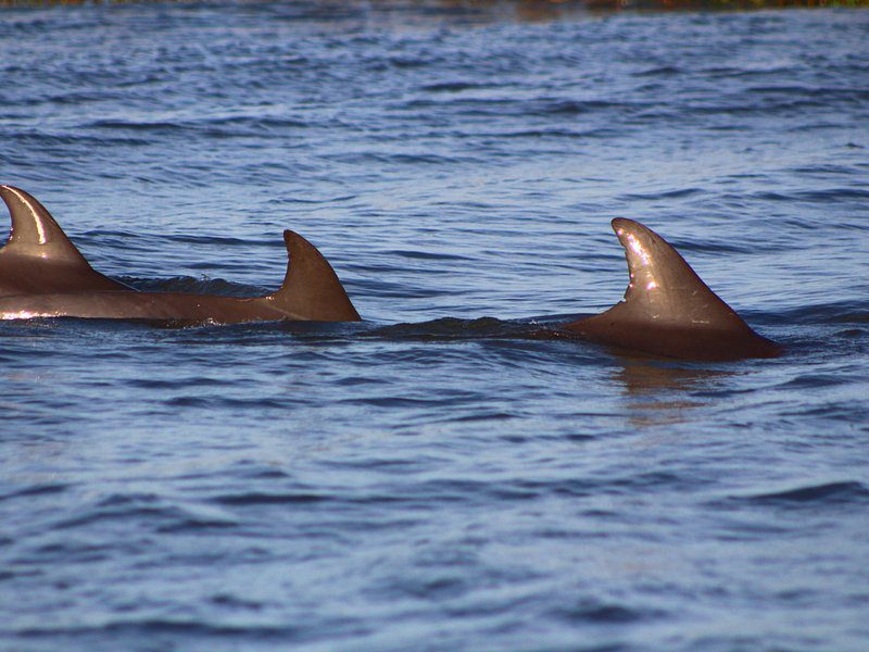 dolphins in the water