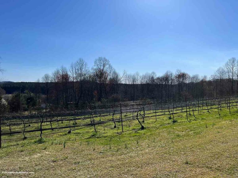 a vineyard with bare vines in early spring