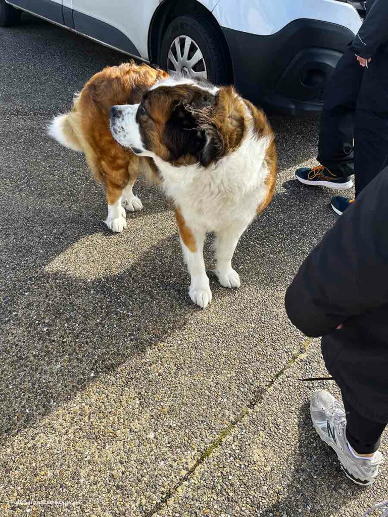 a St. Bernard dog