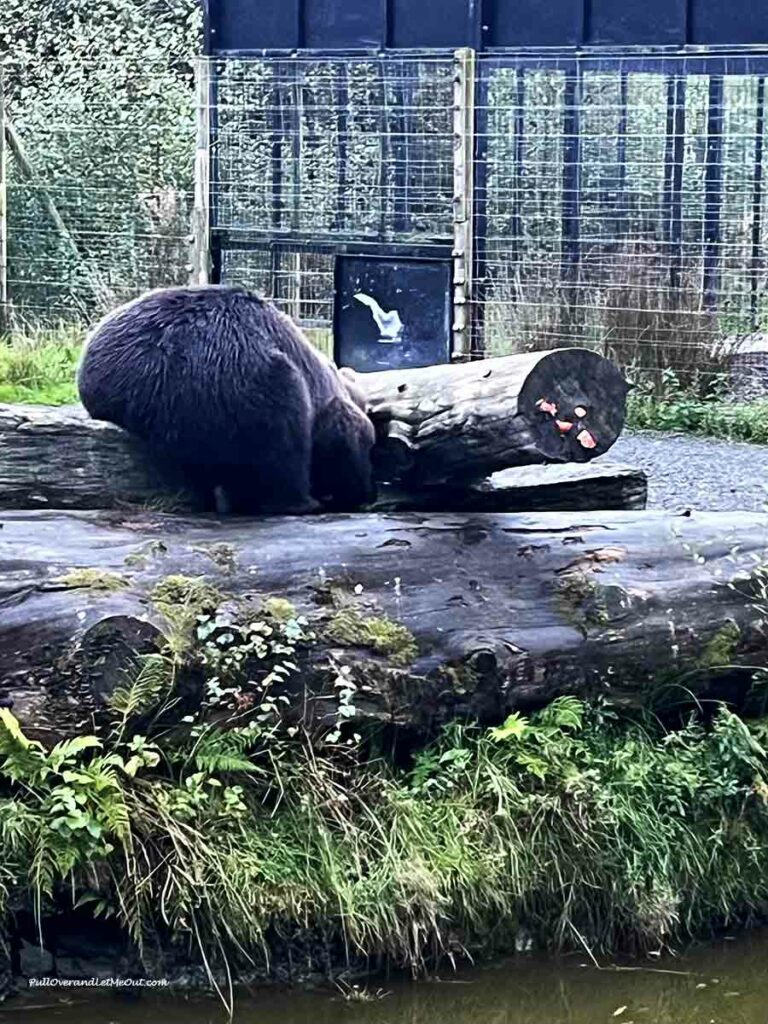 a brown bear foraging for food