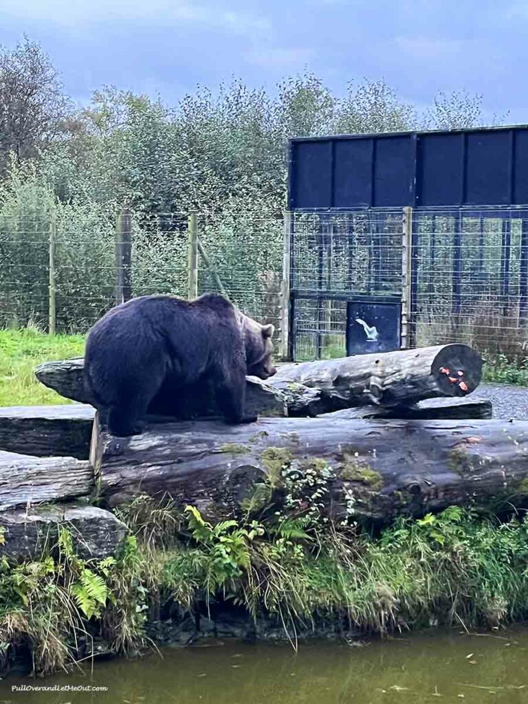 a brown bear by a log