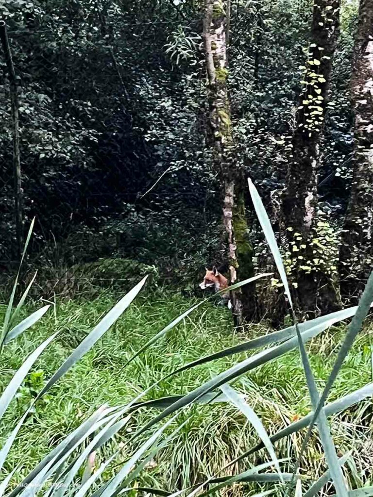 a red fox in the wild