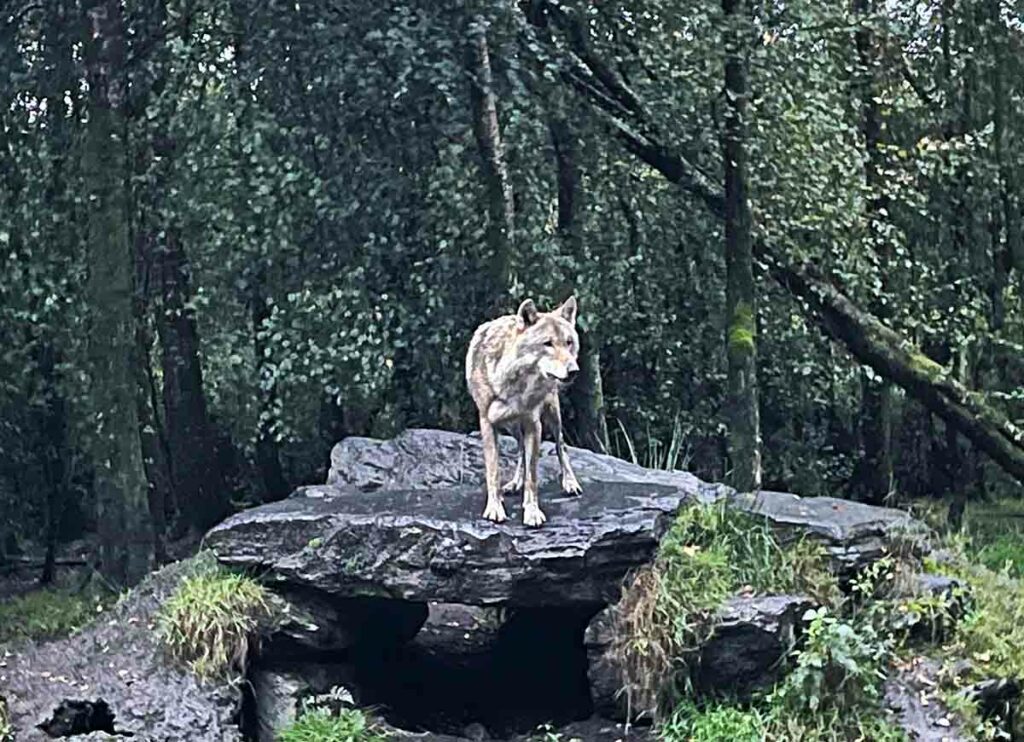 a wolf standing on a rock
