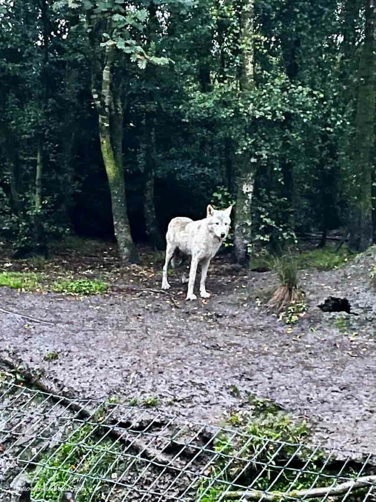 a white wolf