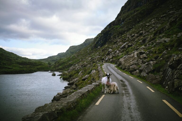 sheep in the road along the Ring of Kerry