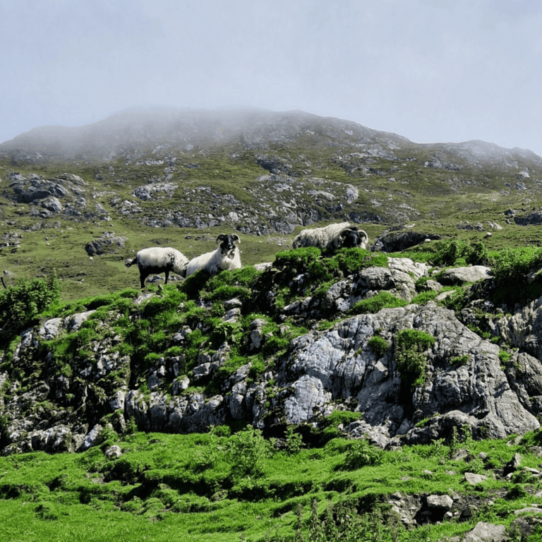 sheep in a quarry