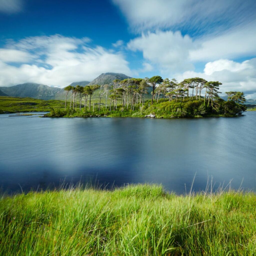 Pine Island in Connemara