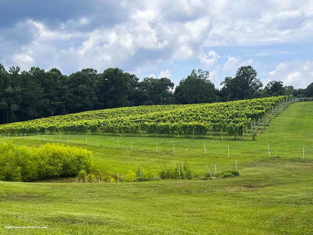 the vineyards at Three Sisters Vineyards