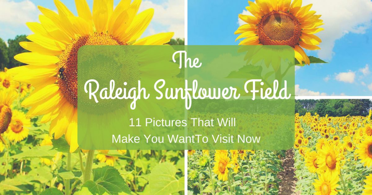 Raleigh Sunflower Field PullOverAndLetMeOut.com