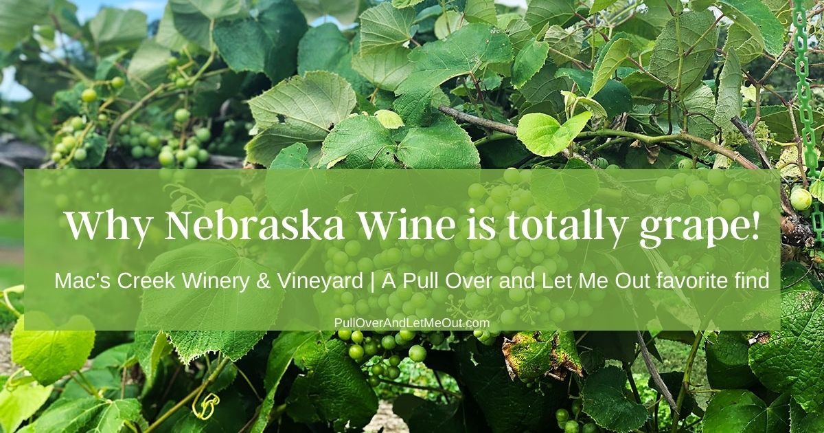 Title picture of grapes on vine